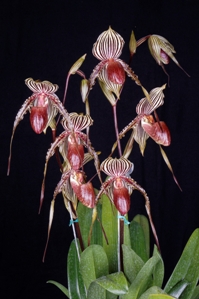 Paphiopedilum Lady Booth Lady Sara AM/AOS 83 pts. Inflorescence